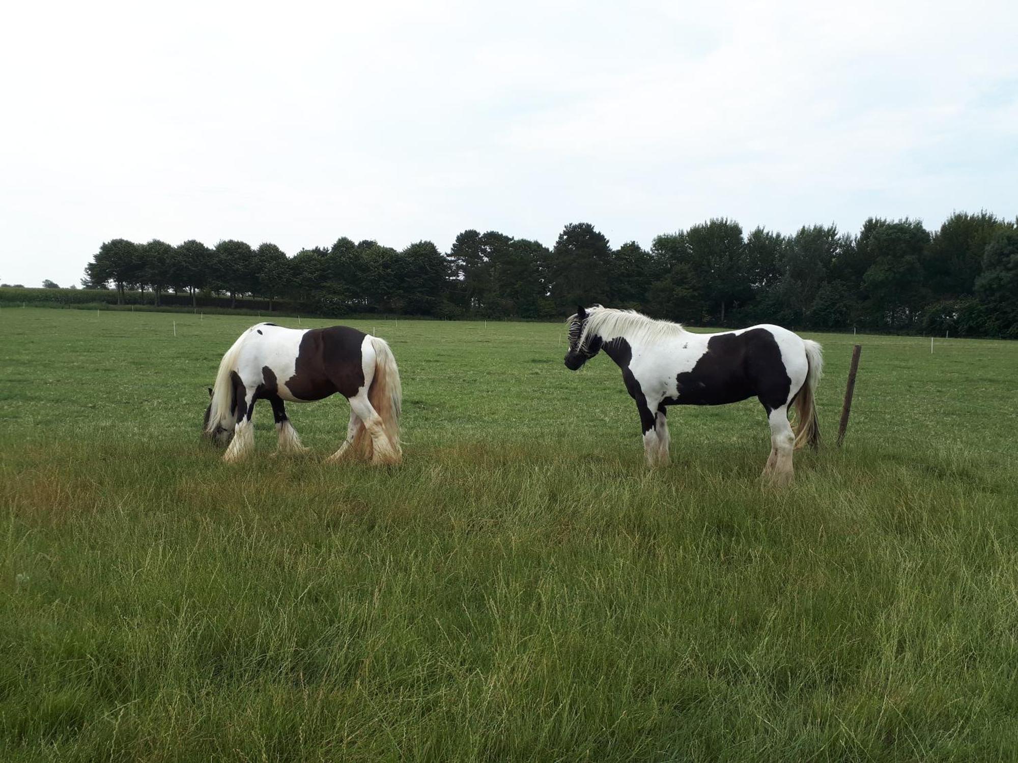 Chalets Op Minicamping Dorpszicht Gapinge 外观 照片