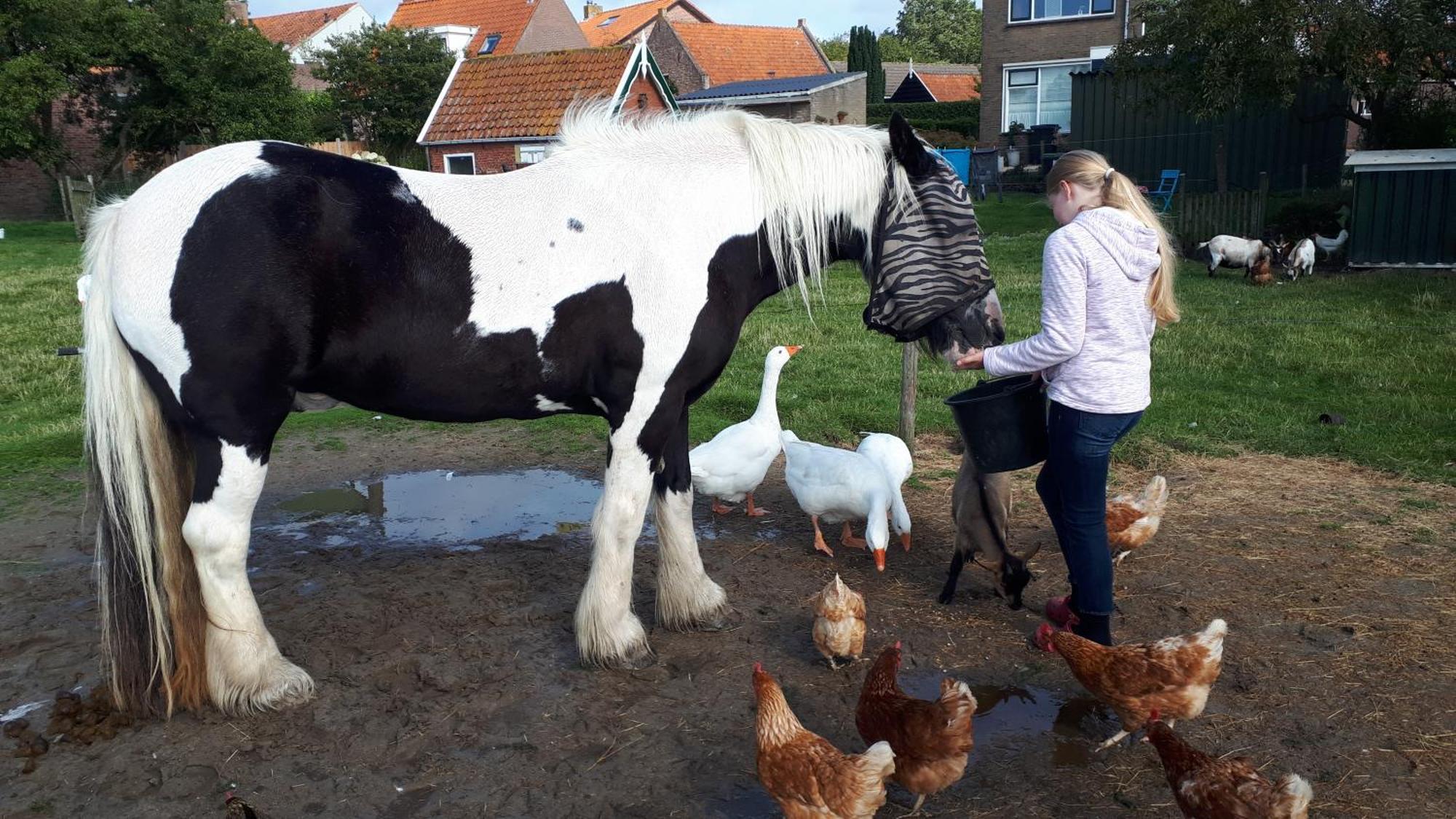 Chalets Op Minicamping Dorpszicht Gapinge 外观 照片
